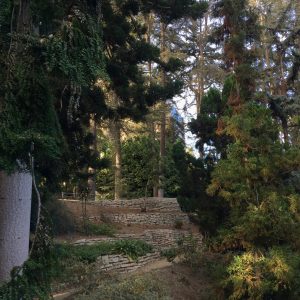 Conifers